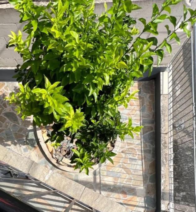 Lemon Tree Agios Vlasios (Euboea)